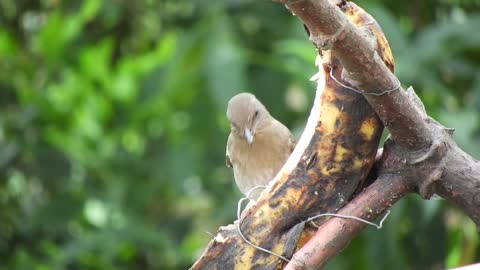 Bird eating fruit