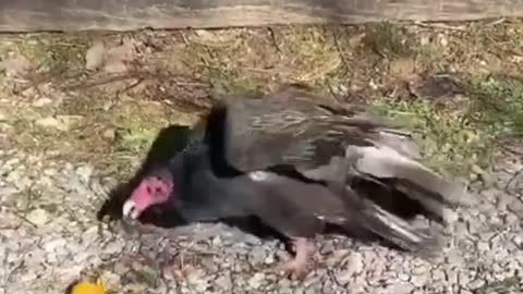 Woman looks after elderly that can't fly # animalsoftiktok bekind