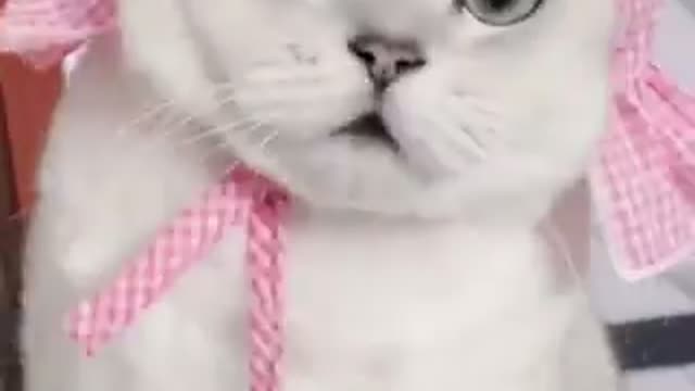 Me put the cute hats on, my sweet kitten!