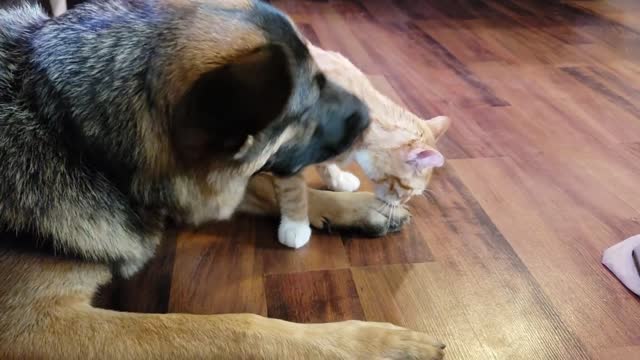MUST WATCH>>>How a German Shepherd and a Kitten Became Best Friends