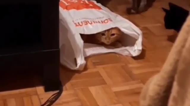 //so#cute//cats//and//funny cats