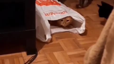 //so#cute//cats//and//funny cats