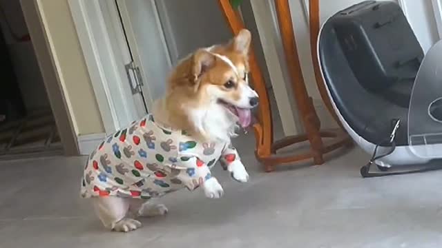 I used to feel lonely when I was alone, but now I am happier with a dog.
