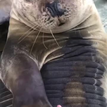 let's wake up ❤️🦭