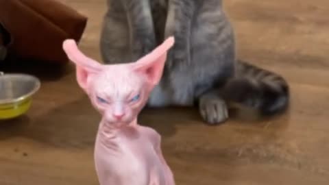 #funnycatvideo 🤣this cat dances so well