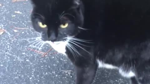 Black cat howls at woman approaches it