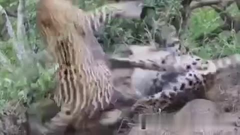 leopards punching on.