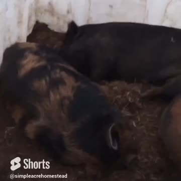 SNORING PIG (Volume up) #homesteading #kunekune