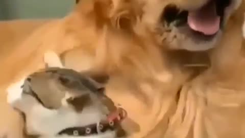 Dog and cat cuddle and cat bite the dog