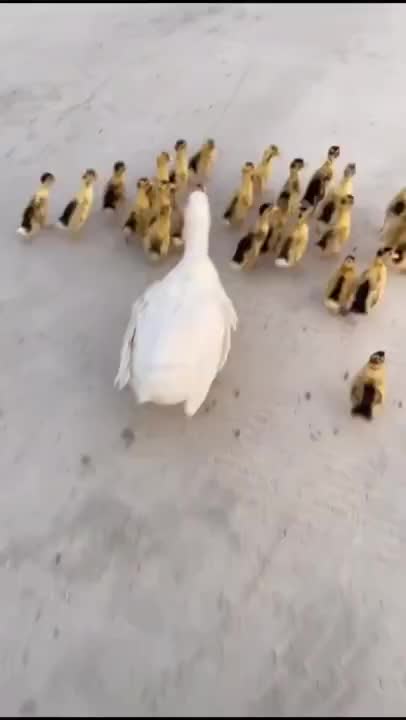 Funny Animal Videos - Awesome Funny Pet Animals | Cute Animals | Super Funny Dog Videos #short video