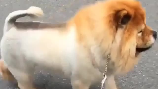 Funny Little Animals