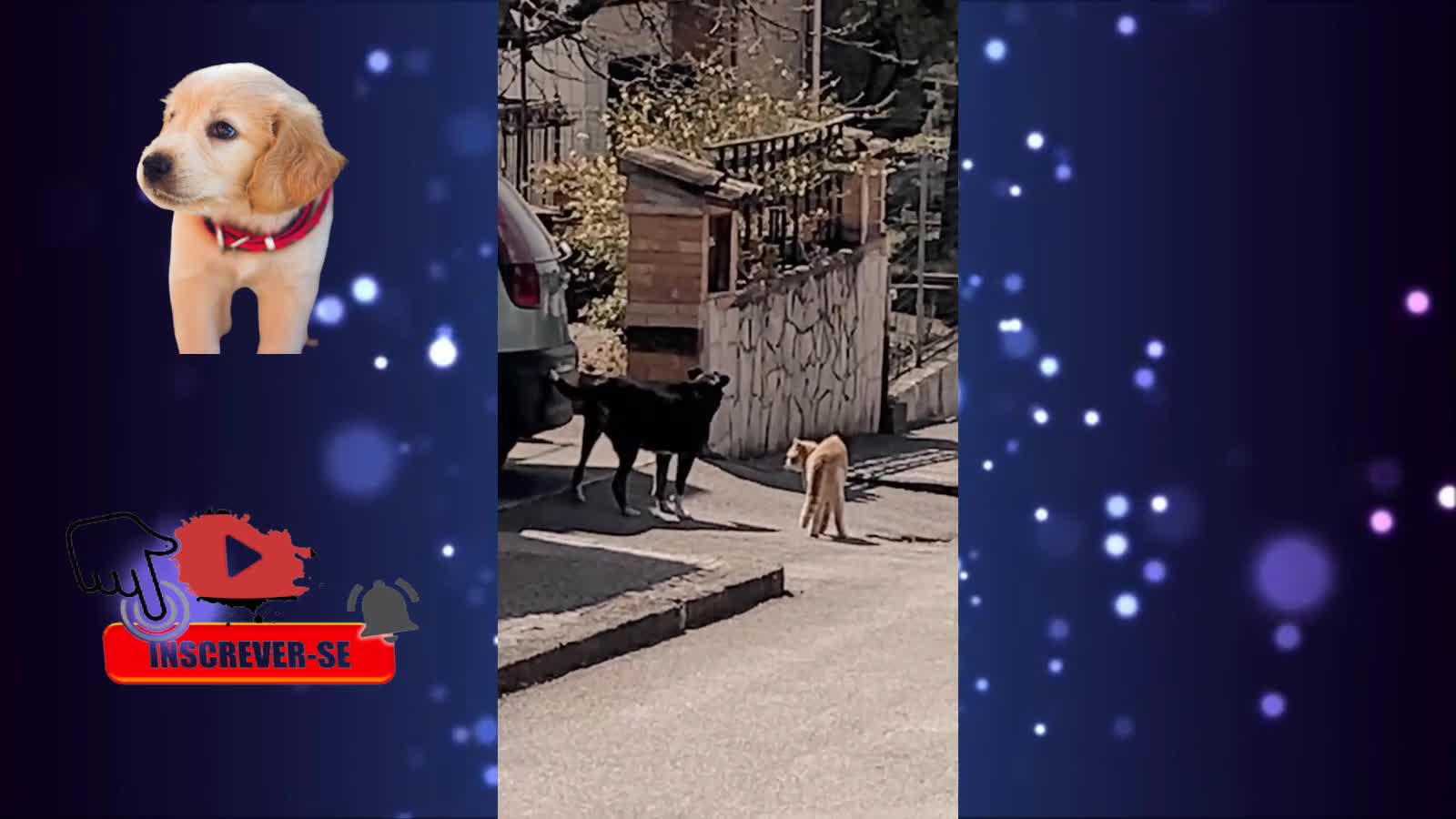 Try Not To Laugh Challenge - Funny Cat & Dog Vines compilation 2022 #17