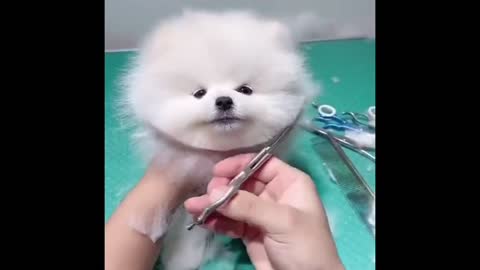 So cut cat best funny