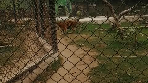 Animals zoo in Pakistan