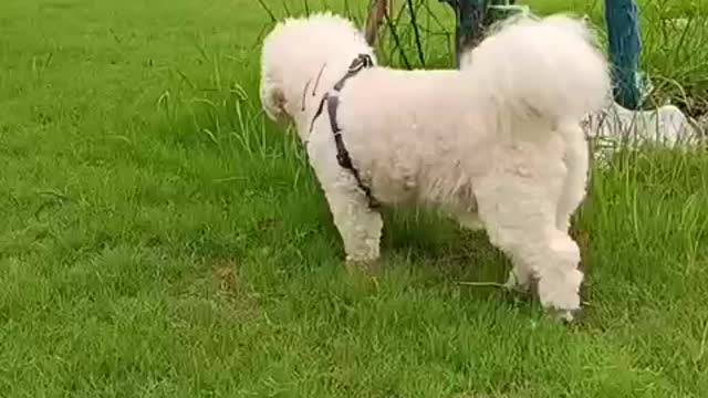 a white dog