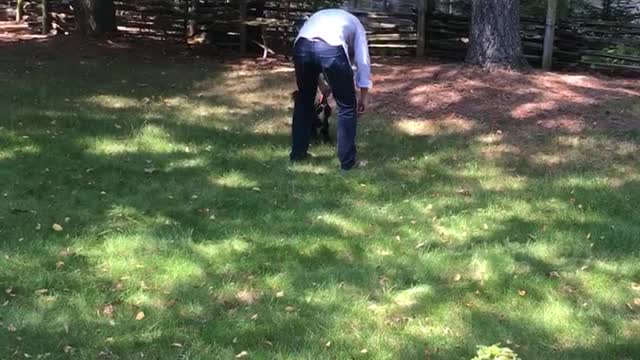 Black dog catches frisbee in grass lawn backyard