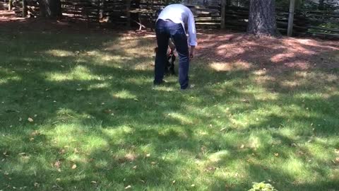 Black dog catches frisbee in grass lawn backyard