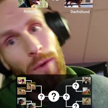 Pittie for Me Please! Doggie Quiz