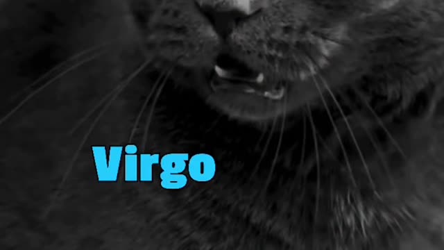 Cats behaving according to zodiac sign. Trending 2022