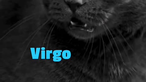 Cats behaving according to zodiac sign. Trending 2022