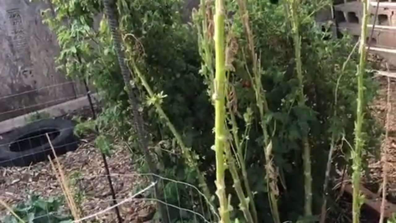 Cherry Tomato Plants in Phoenix AZ