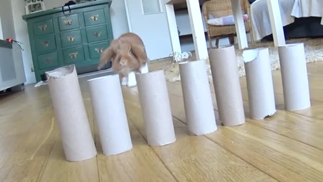 Bunny bowling