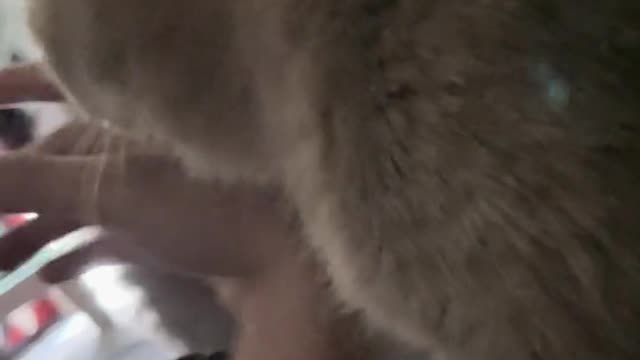 The daily life of the cat
