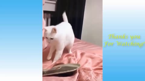 New Funny Animals Videos 2021