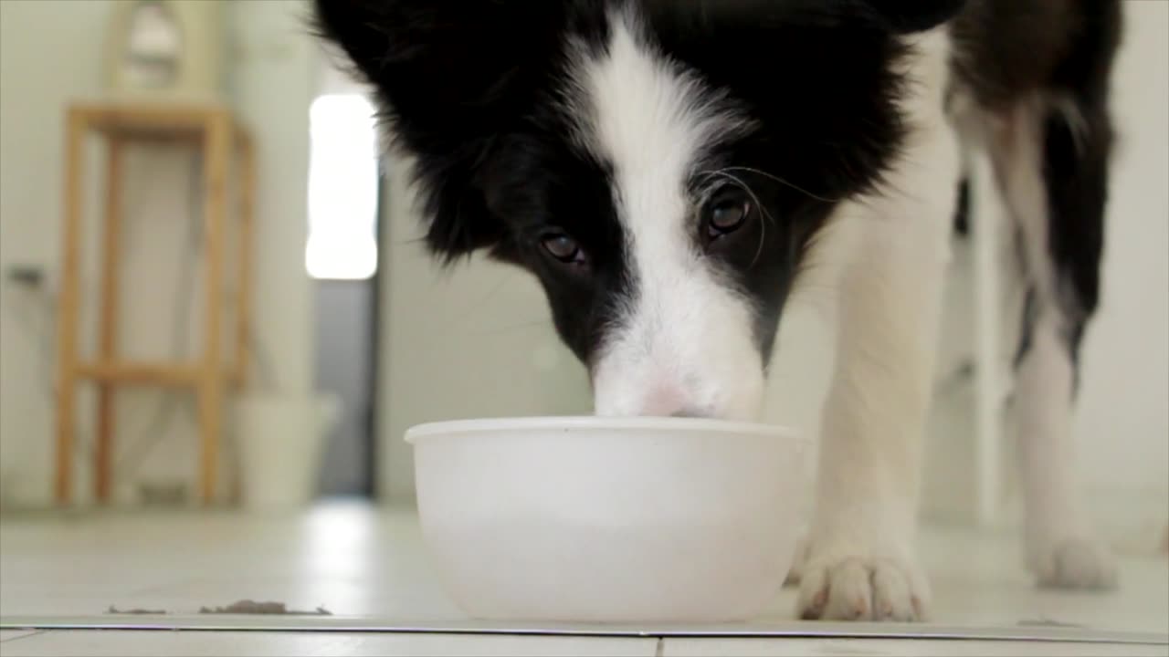 Cute white and black dog drinking water from the bowl