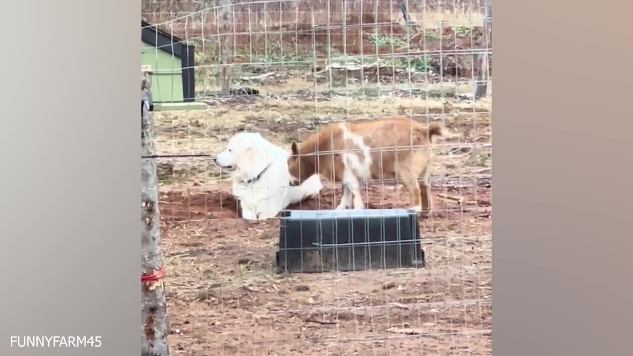 YOU LAUGH YOU LOSE 🤣 Best Funny Animals Video 2024 🤣