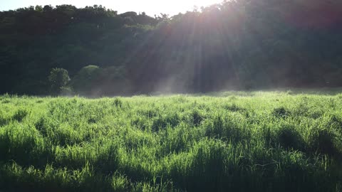 water vapor From steam grass