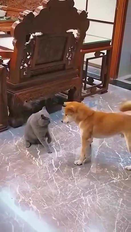 Shiba Inu.exe stopped working 😂