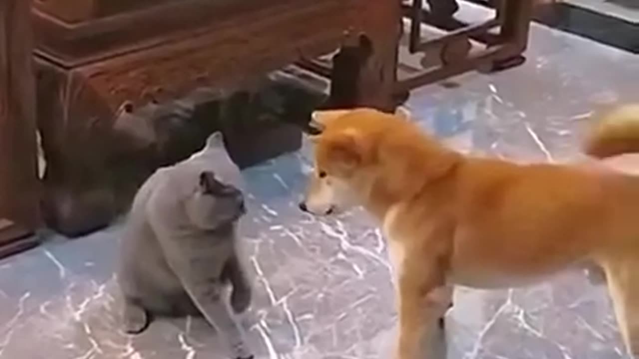 Shiba Inu.exe stopped working 😂