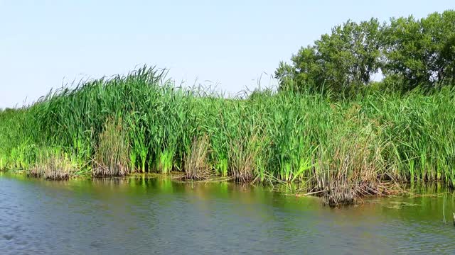SOUNDS OF A SWAMP WITH FROGS Birdsong Sounds of nature Frogs in a pond