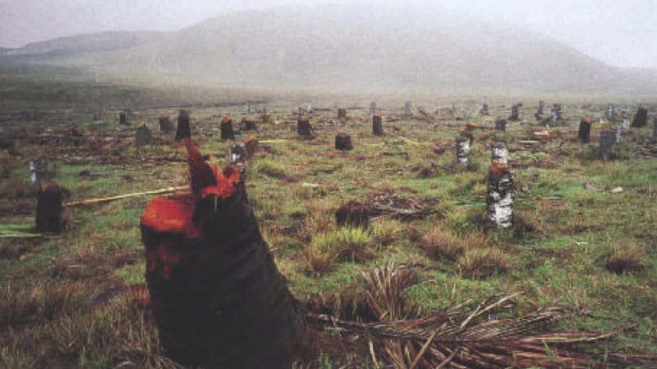 Rapanui - Die Schriften der Osterinsel