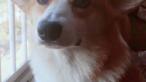 Can't stop laughing animals cats and dogs🐈😺 Cute #85💋🥺