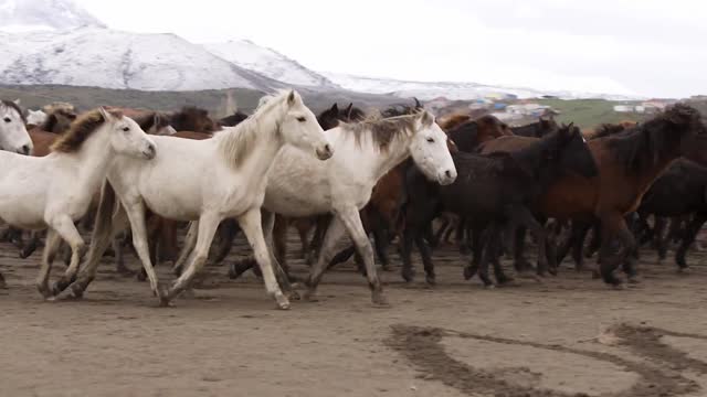 Dogs, Horses, and a cowboy.