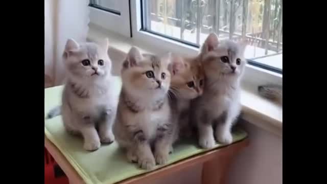 Cute Kittens Doing Funny Things 2020 🐱 #24 Cutest Cats