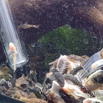 Bristlenose Catfish Fry eating button mushroom