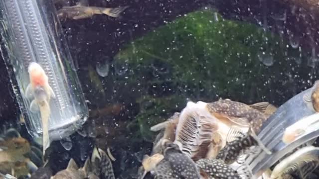 Bristlenose Catfish Fry eating button mushroom