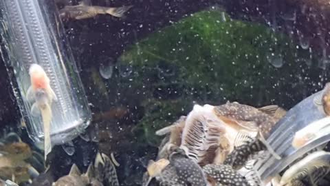 Bristlenose Catfish Fry eating button mushroom