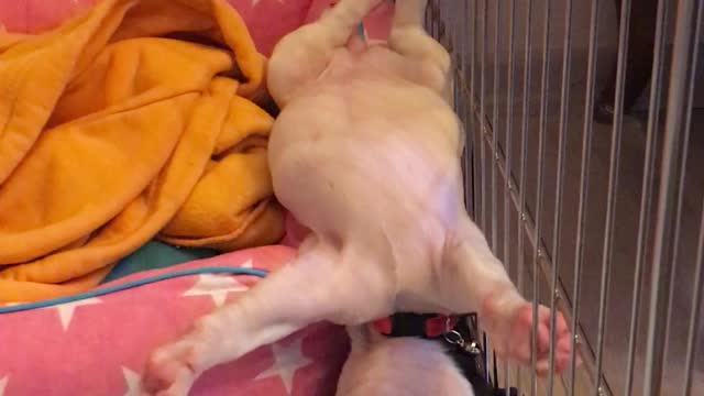 Sweet Sleeping Upside Down Dog