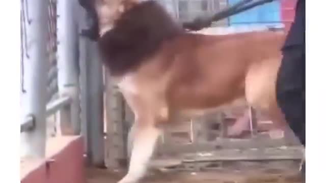 what's the dog's name?