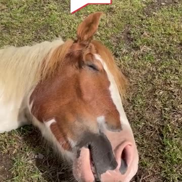 🥰 Dreaming Horse Talks In It's Sleep