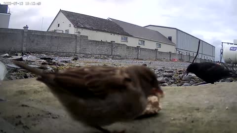 Sparrows and Starling enjoy meal