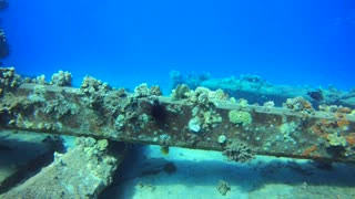 Frogfish perfectly masters coral camouflage
