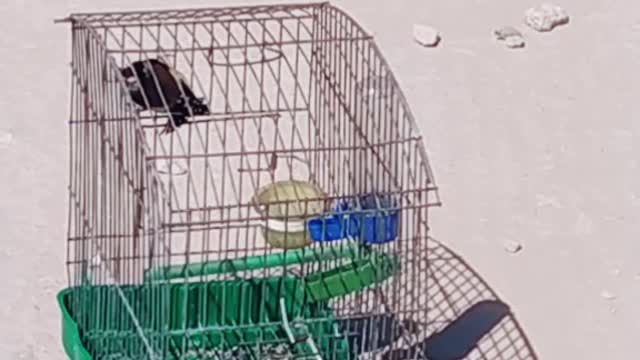 The best bird in the world
