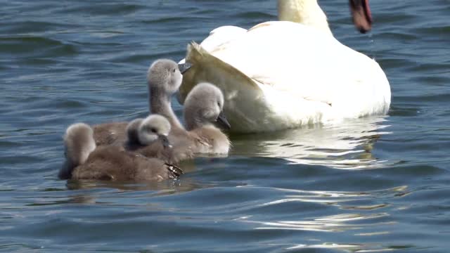 swan and it's kids♥