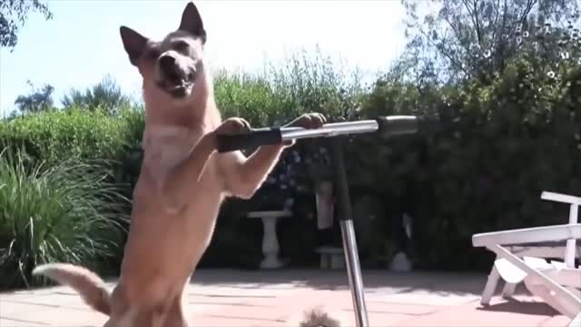 funny dog cheat on his cat friend (funny video)