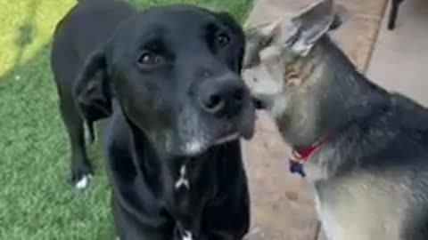 Dog training video.